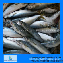 frozen fish pacific mackerel frozen seafood brands